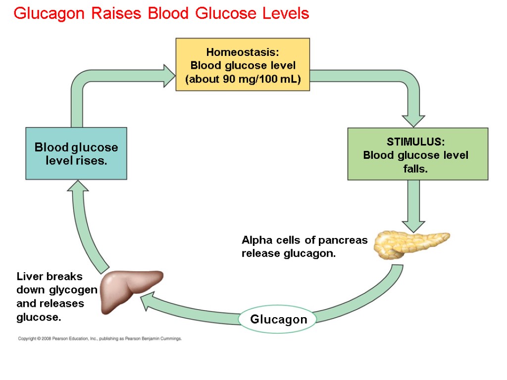 Glucagon Raises Blood Glucose Levels Homeostasis: Blood glucose level (about 90 mg/100 mL) Glucagon